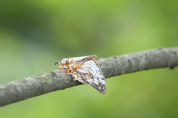 Papillon Trouve Parmi Les Arbres Branche Arbre Mai 2008 — Photo