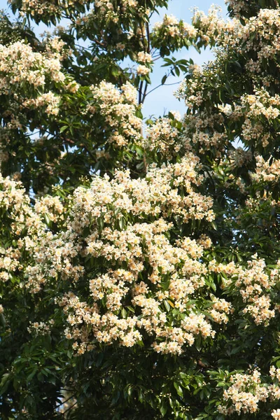 Σπάικ Λουλούδι Λευκό Στο Δέντρο Για Ανθίσει Μαΐου 2008 — Φωτογραφία Αρχείου