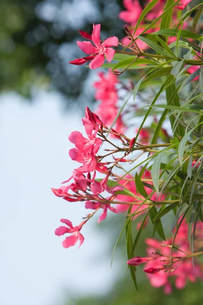 Květina Růžové Nerium Oleander Přírodním Pozadí Května 2008 — Stock fotografie