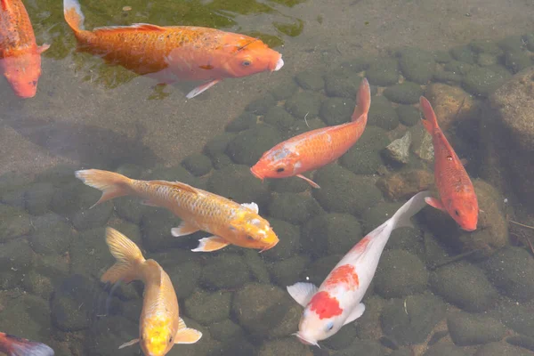 Kelompok Ikan Koi Dengan Merah Oranye Putih Dan Kuning Mei — Stok Foto