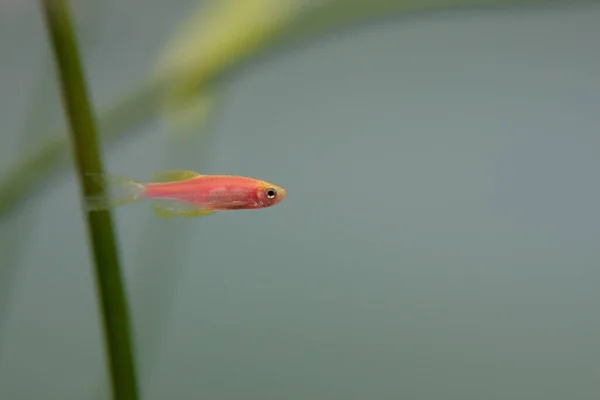 Ikan Kecil Tinggal Pada Tanaman Air Tawar Akuarium Tangki — Stok Foto