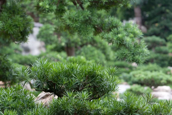 Nan Lian Garden Kowloon Hong Kong May 2008 — Stock Photo, Image