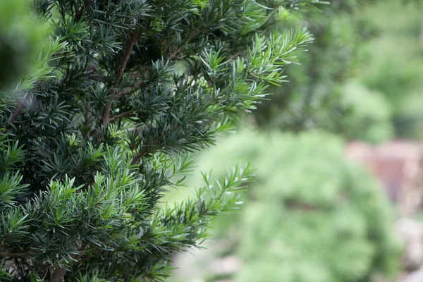 Nan Lian Garden, Kowloon, Hong Kong 31 Mayıs 2008
