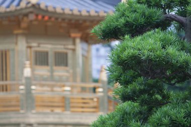 Nan Lian Garden, Kowloon, Hong Kong 31 Mayıs 2008