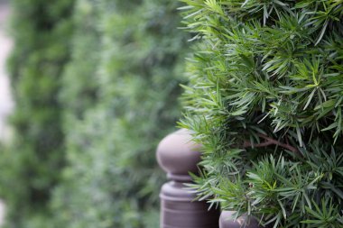 Nan Lian Garden, Kowloon, Hong Kong 31 Mayıs 2008
