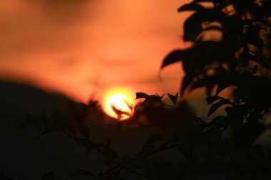 günbatımı ağacı arkasında, Hong Kong doğasında 7 Eylül 2008  