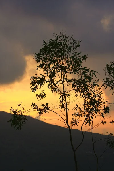 Ηλιοβασίλεμα Ήλιος Που Δύει Πίσω Από Δέντρο Στο Χονγκ Κονγκ — Φωτογραφία Αρχείου