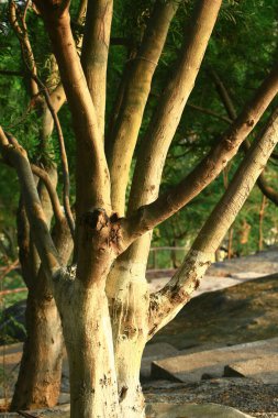 15 Eylül 2008 Sham Shui Po Bölgesi Hong Kong 