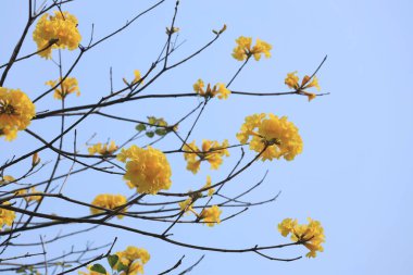 Güzel Tabebuia Chrysantha Hong Kong 'da çiçek açtı.