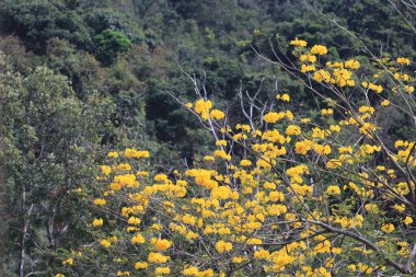 Güzel Tabebuia Chrysantha Hong Kong 'da çiçek açtı.