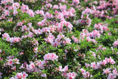 İlkbahar bahçesinde güzel rhododendron.
