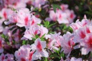 İlkbahar bahçesinde güzel rhododendron.