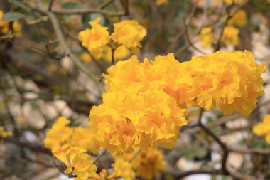 Güzel Tabebuia Chrysantha Hong Kong 'da çiçek açtı.