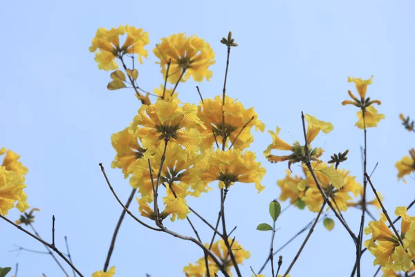 Güzel Tabebuia Chrysantha Hong Kong Çiçek Açtı — Stok fotoğraf