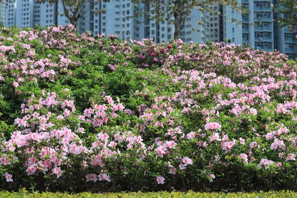 Bela Flor Rododendro Jardim Primavera — Fotografia de Stock