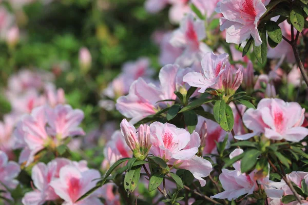 Hermosa Flor Rododendro Jardín Primavera — Foto de Stock