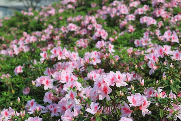 Schöne Rhododendron Blume Frühlingsgarten — Stockfoto