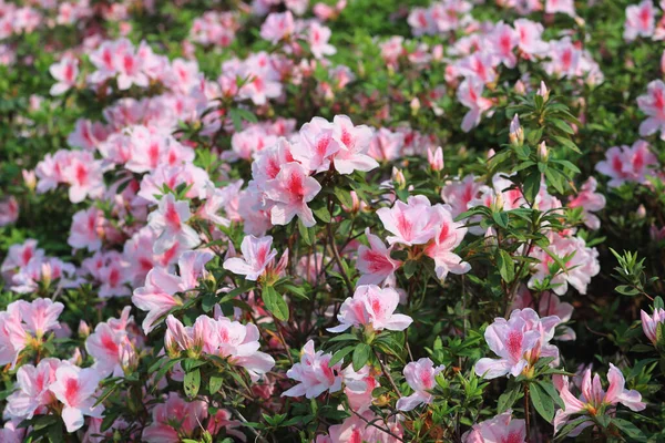 Schöne Rhododendron Blume Frühlingsgarten — Stockfoto