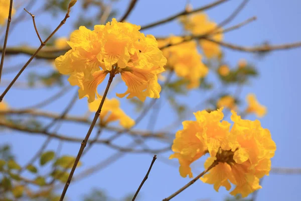 Güzel Tabebuia Chrysantha Hong Kong Çiçek Açtı — Stok fotoğraf