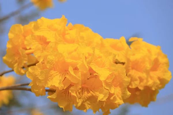 Güzel Tabebuia Chrysantha Hong Kong Çiçek Açtı — Stok fotoğraf