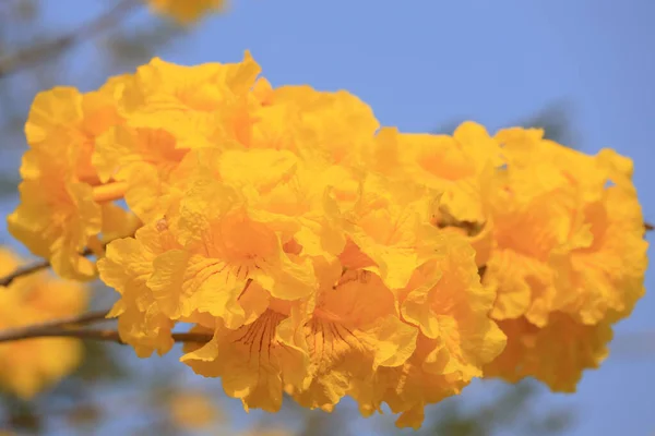 Güzel Tabebuia Chrysantha Hong Kong Çiçek Açtı — Stok fotoğraf