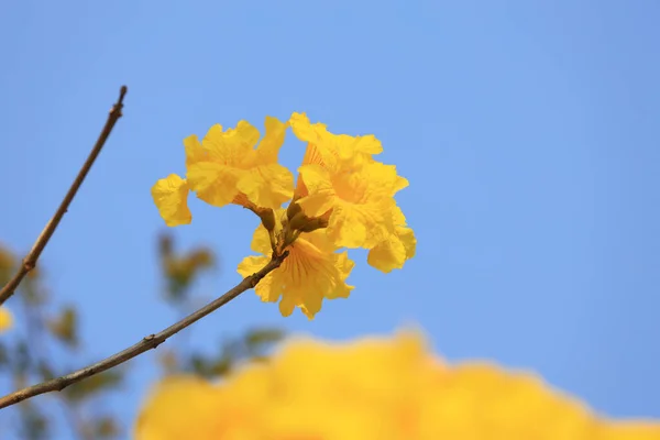 Hermosa Flor Tabebuia Chrysantha Hong Kong — Foto de Stock