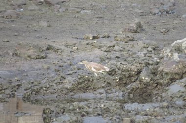 Kırsal bölgedeki sahil sahili. hk