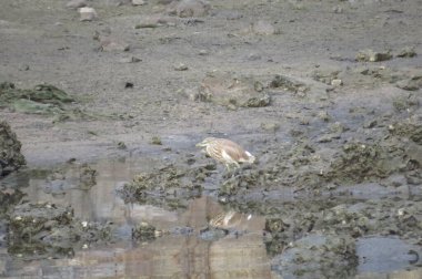 Kırsal bölgedeki sahil sahili. hk