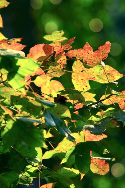Tai Tam rezervuarı Hong Kong Adası 'nda 15 Kasım 2008 