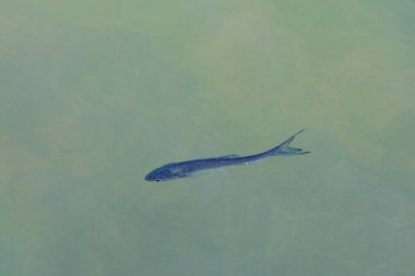 Tai Tam rezervuarı Hong Kong Adası 'nda 15 Kasım 2008 