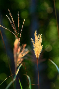 Tai Tam rezervuarı Hong Kong Adası 'nda 15 Kasım 2008 