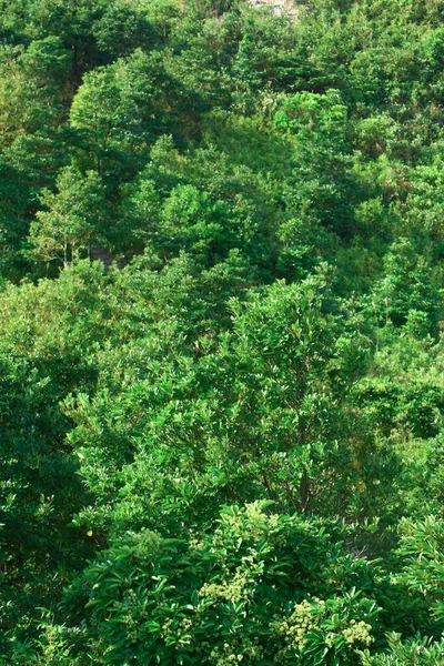 Razor Hill Deki Sai Kung Manzarası Kasım 2008 — Stok fotoğraf