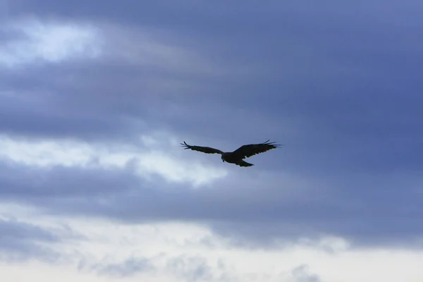 Aquila Nel Cielo Hong Kong Ago 2008 — Foto Stock