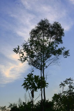 Tepenin arkasında günbatımı. Ağaç siluetleri. 30 Aug 2008 Hong Kong 