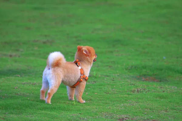 Pet Garden Der Wam Chai Promenade Aug 2008 — Stockfoto