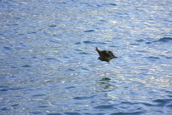 Aigle Dans Ciel Hong Kong Août 2008 — Photo