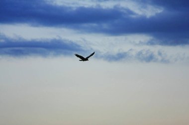 Hong Kong 23 Ağustos 2008 'de gökyüzündeki Kartal 