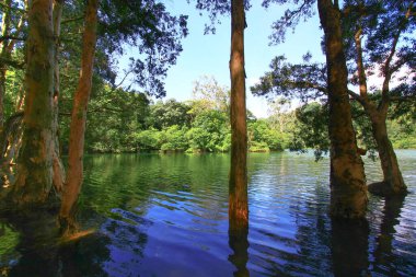 3 Ağustos 2008 Hong Kong Shing Mun Şehir Parkının yaz zamanı.