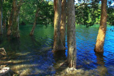 3 Ağustos 2008 Hong Kong Shing Mun Şehir Parkının yaz zamanı.