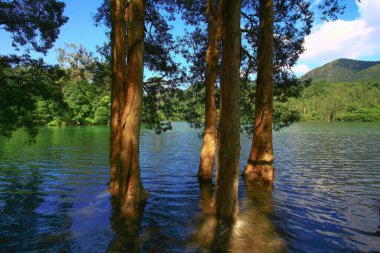 3 Ağustos 2008 Hong Kong Shing Mun Şehir Parkının yaz zamanı.