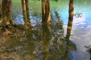 3 Ağustos 2008 Hong Kong Shing Mun Şehir Parkının yaz zamanı.