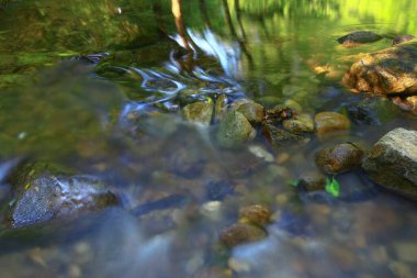 3 Ağustos 2008 Hong Kong Shing Mun Şehir Parkının yaz zamanı.