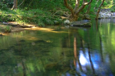 3 Ağustos 2008 Hong Kong Shing Mun Şehir Parkının yaz zamanı.