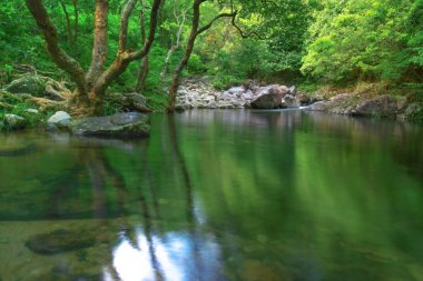 3 Ağustos 2008 Hong Kong Shing Mun Şehir Parkının yaz zamanı.