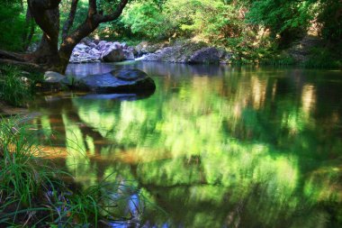 3 Ağustos 2008 Hong Kong Shing Mun Şehir Parkının yaz zamanı.
