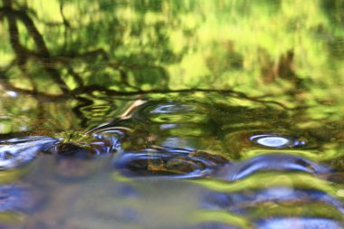 3 Ağustos 2008 Hong Kong Shing Mun Şehir Parkının yaz zamanı.