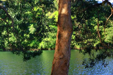 3 Ağustos 2008 Hong Kong Shing Mun Şehir Parkının yaz zamanı.