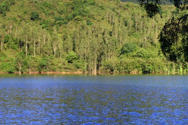 3 Ağustos 2008 Hong Kong Shing Mun Şehir Parkının yaz zamanı.