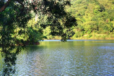 3 Ağustos 2008 Hong Kong Shing Mun Şehir Parkının yaz zamanı.