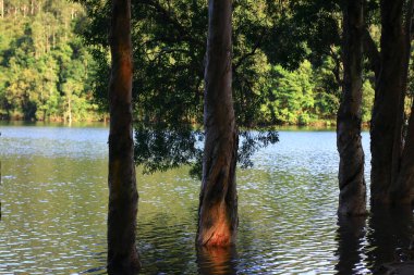 3 Ağustos 2008 Hong Kong Shing Mun Şehir Parkının yaz zamanı.